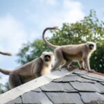 Běh pro langury: Pomozte ochranit ohrožené opice