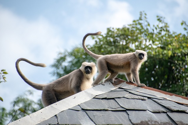 Běh pro langury: Pomozte ochranit ohrožené opice
