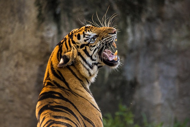 2. Preventivní opatření pro ochranu tygrů: Péče o přirozené prostředí a boj proti nelegálnímu obchodu