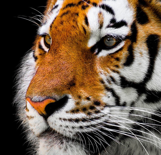 3. Kritické faktory zaměřené na zachování a obnovu populace tygrů