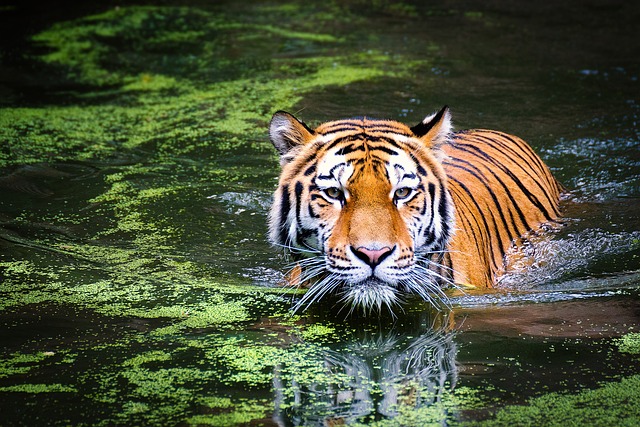 5. Vzorné projekty na ochranu tygrů: Poučení z úspěchů a neúspěchů