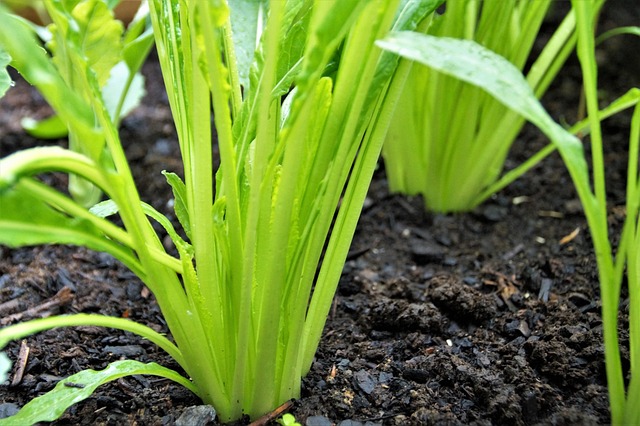 6. Proč zvolit běžecké boty Mizuno pro svůj tréninkový plán?