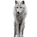 Crocs boty diskuze: Diskuze o pohodlnosti