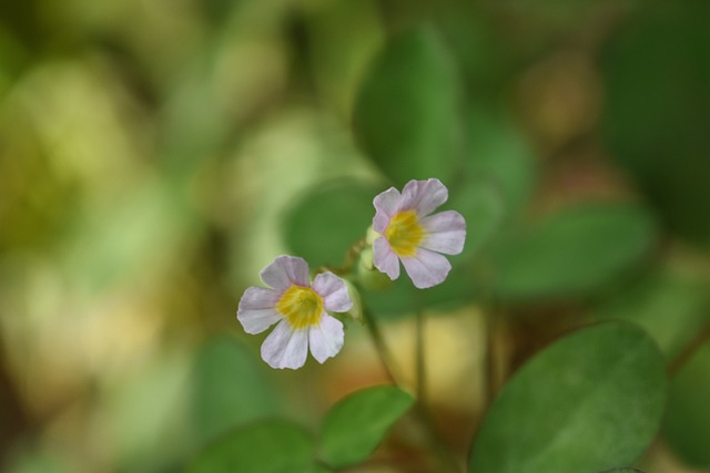 8. Sorel boty: Nejlepší volba pro pohodlnost a funkčnost v zimním období