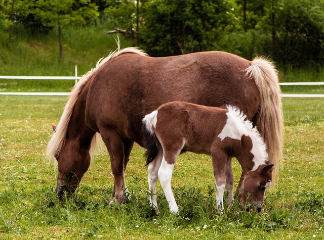 Zabezpečený nákupní proces dětských bot – Bez obav o jejich dostupnost