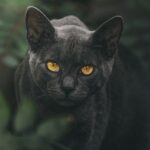 Velikost bot Puma diskuze: Rady od zkušených kupujících